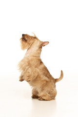 scottish terrier on white background