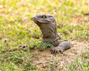 Female Black throated Monitor lizard 