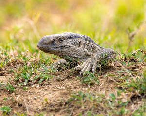 Male Black throated Monitor lizard 