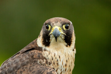 Perergrine Falcon (Falco peregrinus)