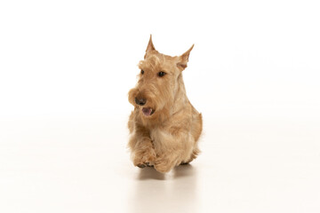 scottish terrier on white background