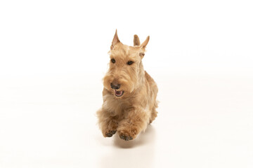 scottish terrier on white background
