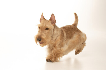 scottish terrier on white background