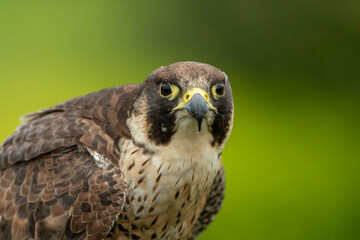 Perergrine Falcon (Falco peregrinus)