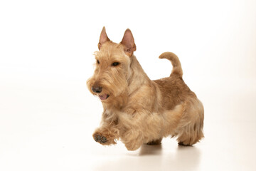 scottish terrier on white background