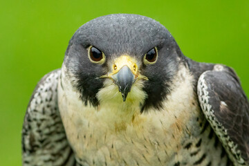 Perergrine Falcon (Falco peregrinus)