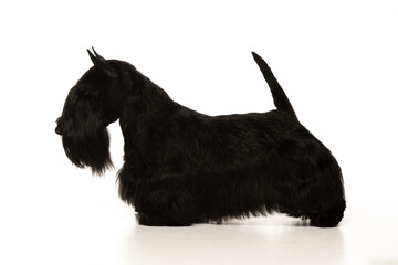 scottish terrier on white background