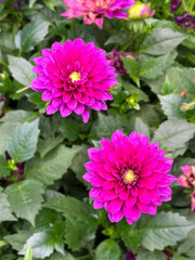 View of dahlia in the garden.