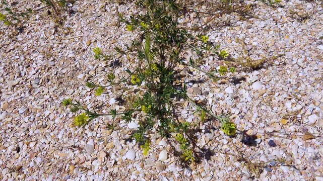 Possibly alfalfa (Medicago falcata, Medicago lupulina). This plant grows on depleted dry saline shell sands of Crimea, Arabatskaya Strelka, Steppe zone