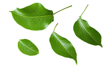 pear leaf isolated on white background. clipping path