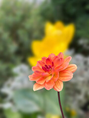 Closeup of a pastel colored dahlia flower