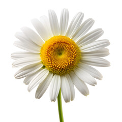 Fototapeta premium Fresh daisy flower cutout with white backdrop