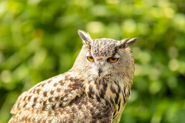 Eagle Owl
