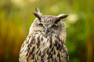 Eagle Owl