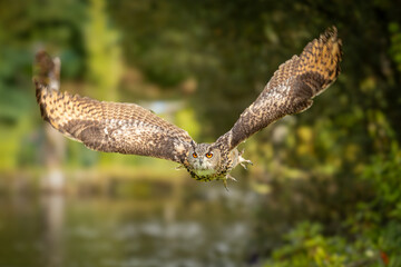 Eagle Owl