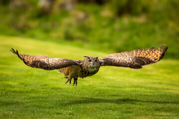 Eagle Owl