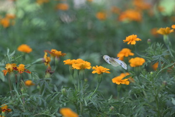 white cabbage butterfly in flight on marigold