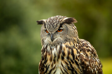 Eagle Owl