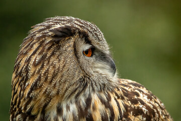 Eagle Owl
