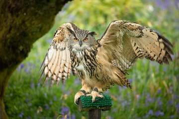 Eagle Owl