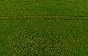 Grünes Grasfeld mit einer schmalen Spur, minimalistische Natur, Landwirtschaft, Rapsfeld am Morgen in der Gemeinde Hude, Niedersachsen, Deutschland