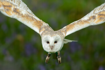 Barn Owl (Tyto alba)
