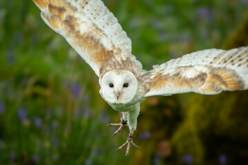 Barn Owl (Tyto alba)