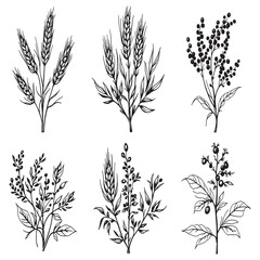 Fototapeta premium organic buckwheat and soybeans farming illustration simple outline