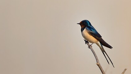 Fototapeta premium Barn swallow perched on a branch