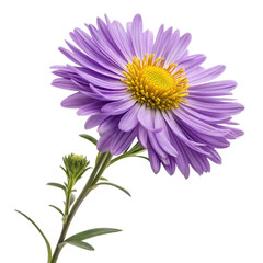 Vibrant purple aster flower blooms with a bright yellow center isolated on transparent background