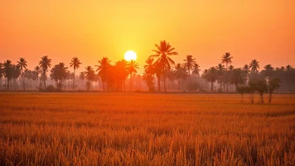 Canvas schilderij Rood Golden sunset in winter casting warm light over harvested paddy fields, palm trees in the distance and dry grass under soft sky  © Rafi