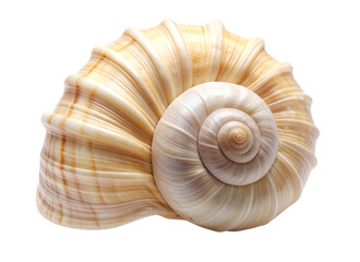 Elegant Spiral Seashell with Natural Texture Isolated on Transparent Background