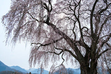 枝垂れ桜と春山