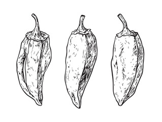 Hand Drawn Chipotle Style Line Art Vector Illustration