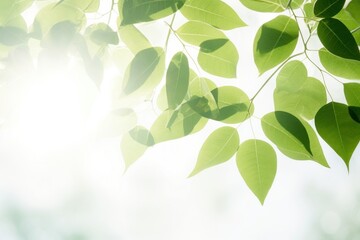 Fototapeta premium Leaves and sunlight background.