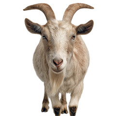 Fototapeta premium Close-up of a curious goat with prominent horns, set against a plain background, showcasing its features