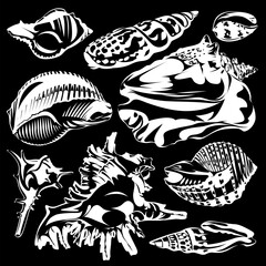 Collection of black and white seashells isolated on a black background.

