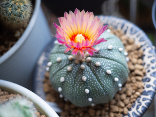Astrophytum pink flower blooming desert plant green cactus cacti home garden fresh watering background beautiful houseplant leaf botany succulent nature tropical tree decoration pot select focus
