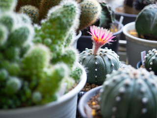 Astrophytum pink flower blooming desert plant green cactus cacti home garden fresh watering background beautiful houseplant leaf botany succulent nature tropical tree decoration pot select focus