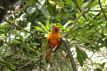 Sun Conure Parrot Facing Camera on Tree Branch in Tropical Forest