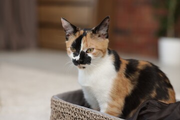 Cute calico kitten in basket at home, closeup. Space for text