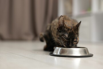 Cute calico kitten eating pet food from bowl on floor at home, closeup. Space for text