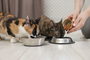 Woman feeding her cute calico kittens at home, closeup