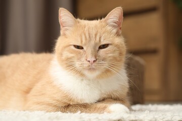 Cute ginger cat lying on floor at home, closeup