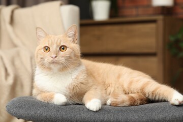 Cute ginger cat lying on chair at home