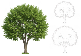 Green tree with two tree outlines isolated on transparent background