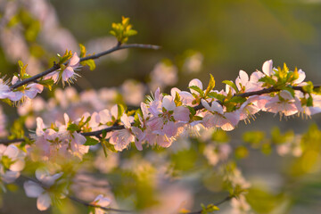 In full bloom in the peach blossom
