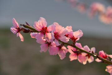 In full bloom in the peach blossom