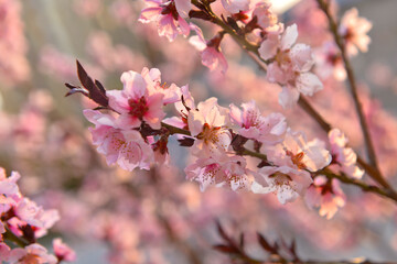 In full bloom in the peach blossom