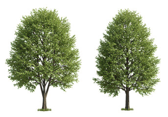 Obraz premium Two trees with green leaves isolated on transparent background